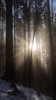 gg_nature_series_90.jpg