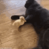 duck and cat.gif