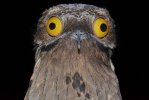 Common-Potoo.jpg