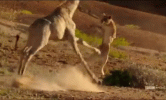 giraffe-lion.gif