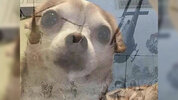 PTSD_Chihuahua_Banner.jpg