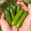 baby cucumbers.jpg