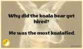 koala-jokes-why-did-the-koala-b-was-the-mos.jpg