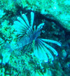 lionfish.jpg