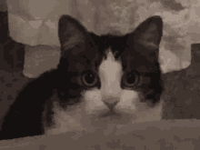 jinki948-cat-disappear.gif