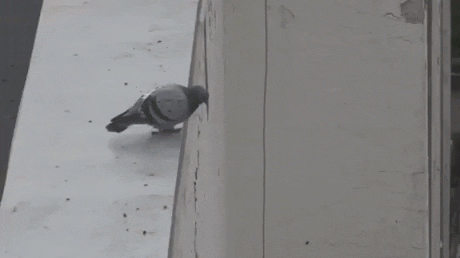 pigeon.gif