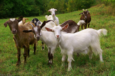 Goats-101-909711926.jpg