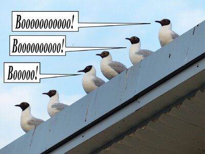 boo-birds-graphic.jpg