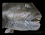 tautog.png