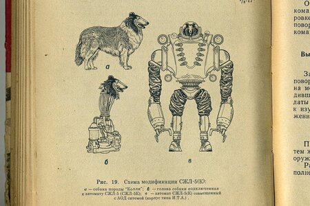 dog1.jpg