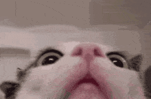 curious-cat-lol.gif