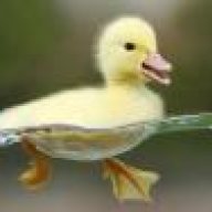 Ducks Nation*