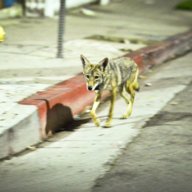 Neighborhood Coyote