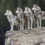 Packofwolves