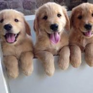 Golden Puppers