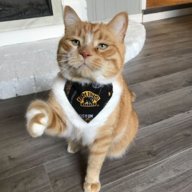 Oli the Bruins Cat