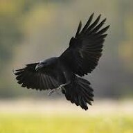 BlackRaven