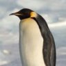 EmperorPenguin