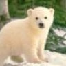 polarbearcub