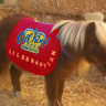 Lil Sebastian Cossa