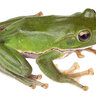 frog