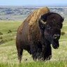 Tatanka