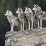 Packofwolves