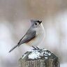 Tufted Titmouse