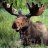 David Moose