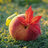 Peachy Leaf